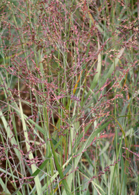 Panicum virgatum                        